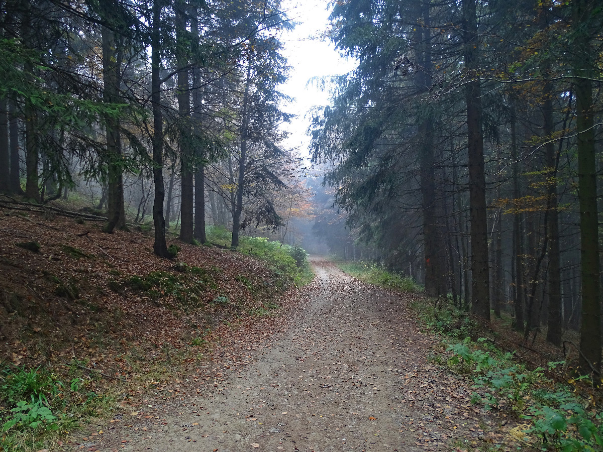 Wanderweg durch einen Wald im Rothaargebirge bei Willingen (Sauerland)