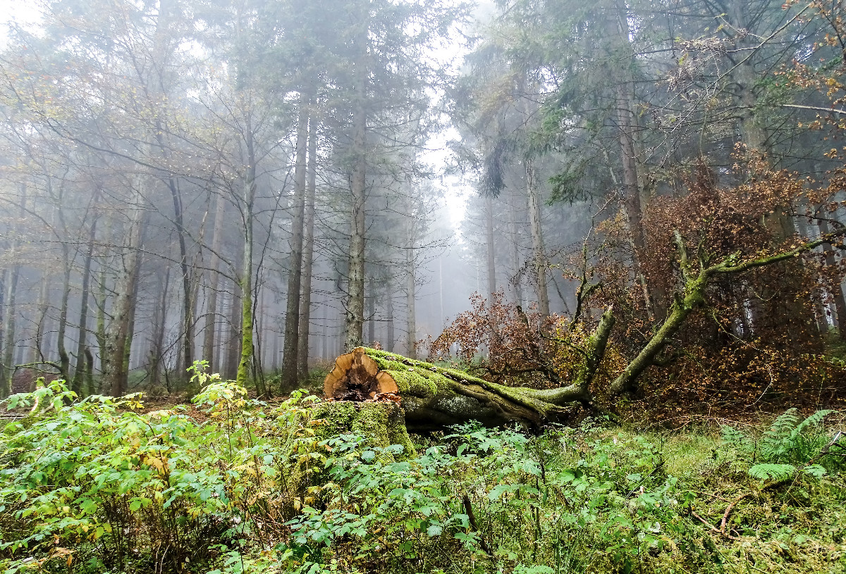 Herbstlicher Wald mit einem gefällten und mit Moos bewachsenen Baum im Sauerland