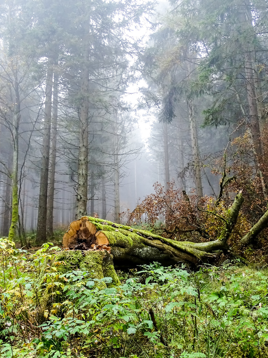 Mit Moos bewachsener gefällter Baum im nebligen Wald im Rothaargebirge (Sauerland)