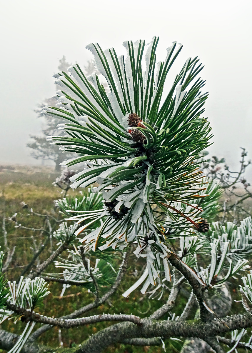 Gefrorene Kiefernzweige auf dem Berg "Kahler Asten" im Rothaargebirge