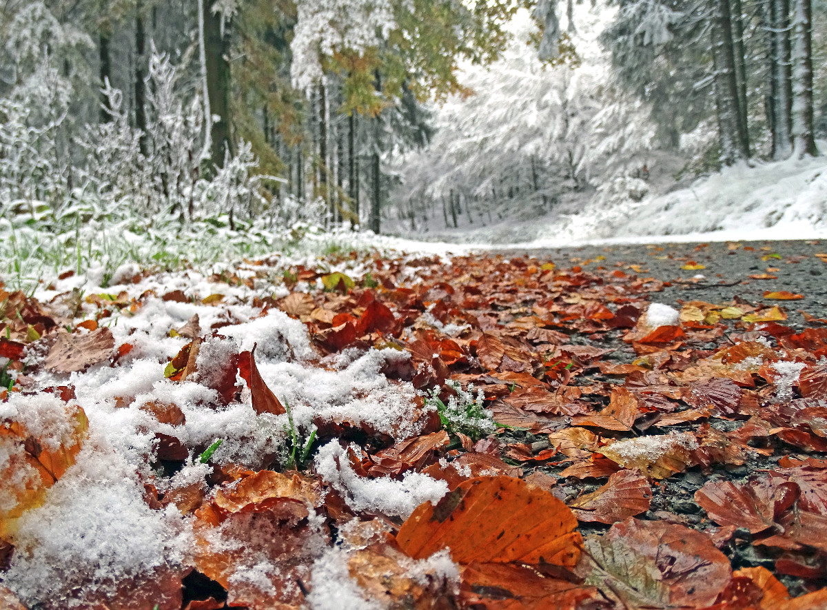 Waldweg in Willingen nach dem ersten Schnee im Herbst