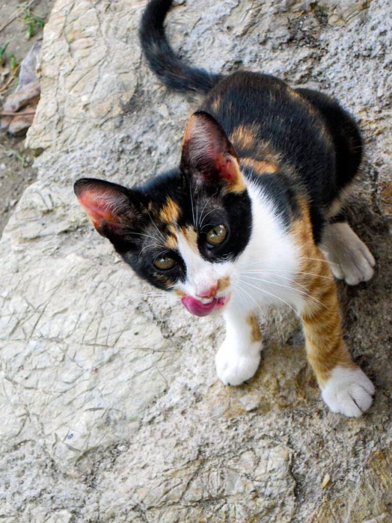 Hotel Kalithea Mare Palace (Rhodos) - junge Katze auf dem Hotelgelände