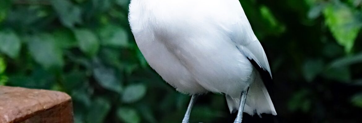 Edward Youde Aviary in Central, Hongkong