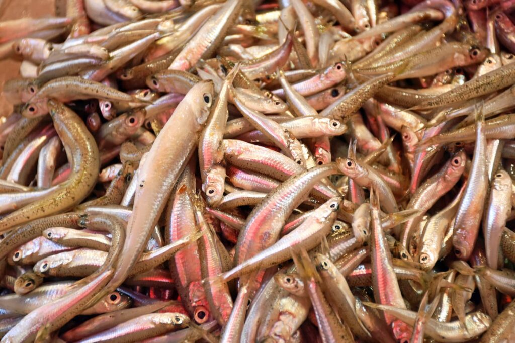 Fischverkaufsstand auf dem Zentralmarkt in Heraklion auf der Insel Kreta