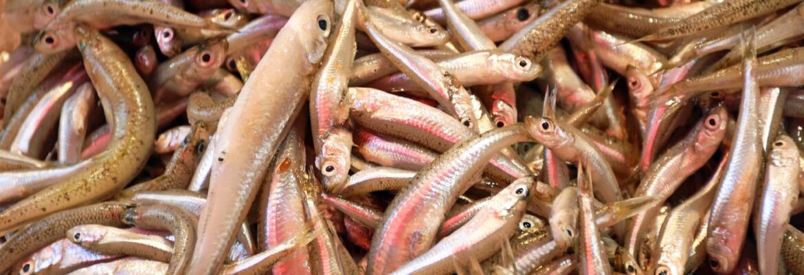 Fischmarkt in Heraklion auf der Insel Kreta